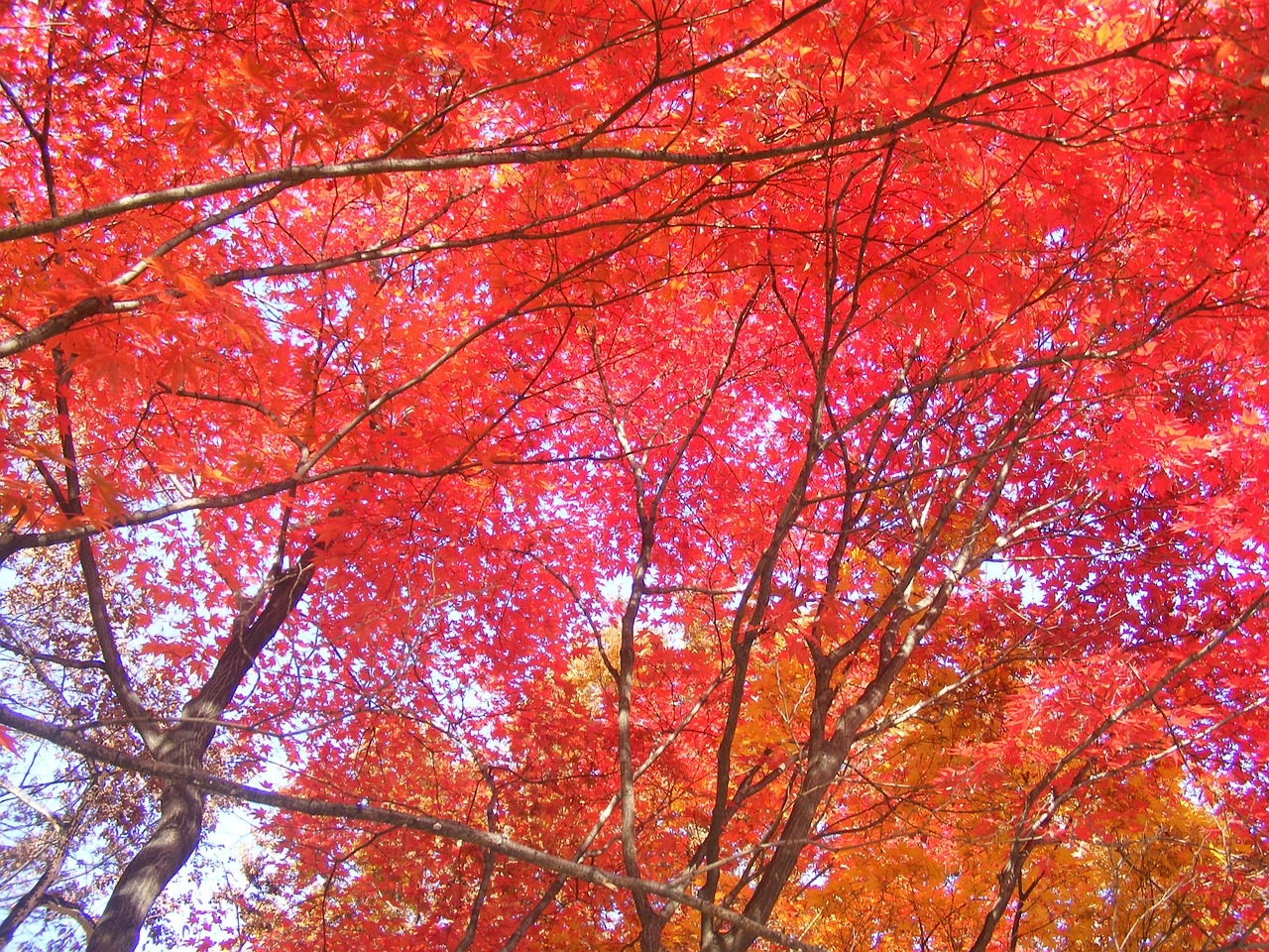 autumn-leaves-258726_1280 autumn-leaves-258726_1280